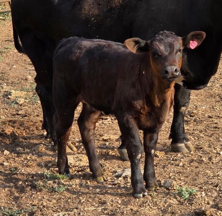 Cow Calf Pair