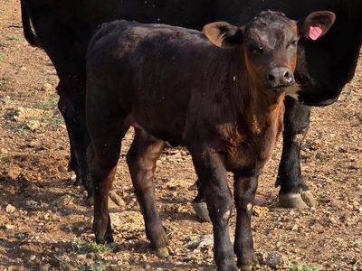 Cow Calf Pair