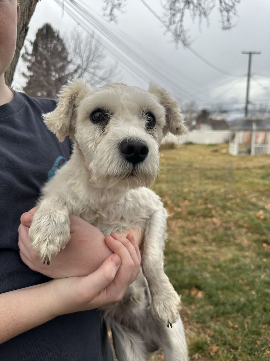 Miniature Schnauzer and Miniature Schnauzer/Yorkie mix