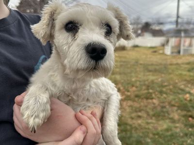 Miniature Schnauzer and Miniature Schnauzer/Yorkie mix