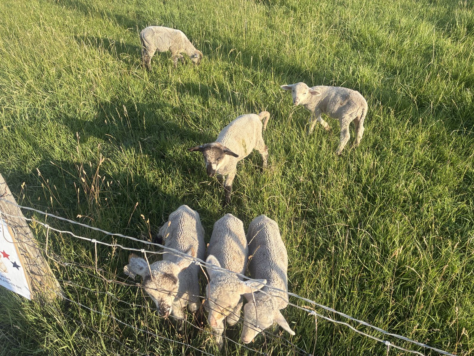 Lambs