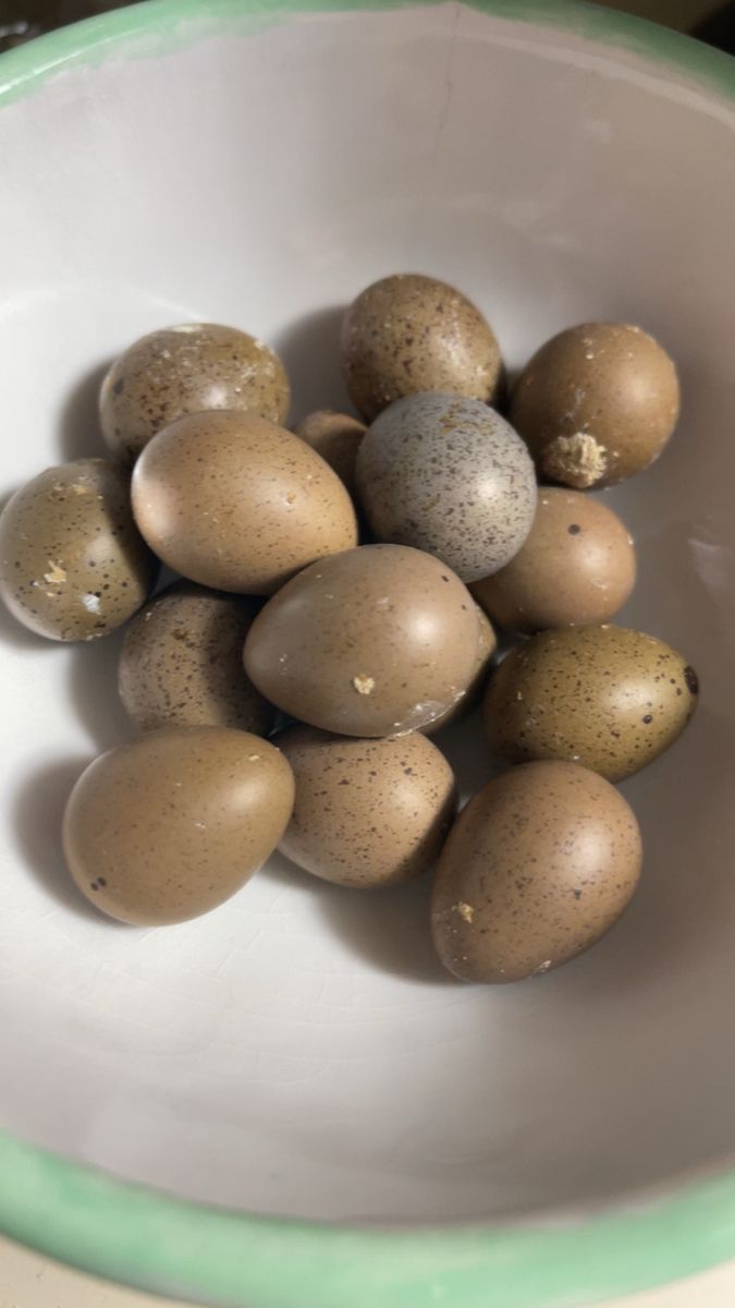 Fertilized button quail eggs