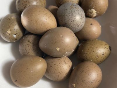 Fertilized button quail eggs