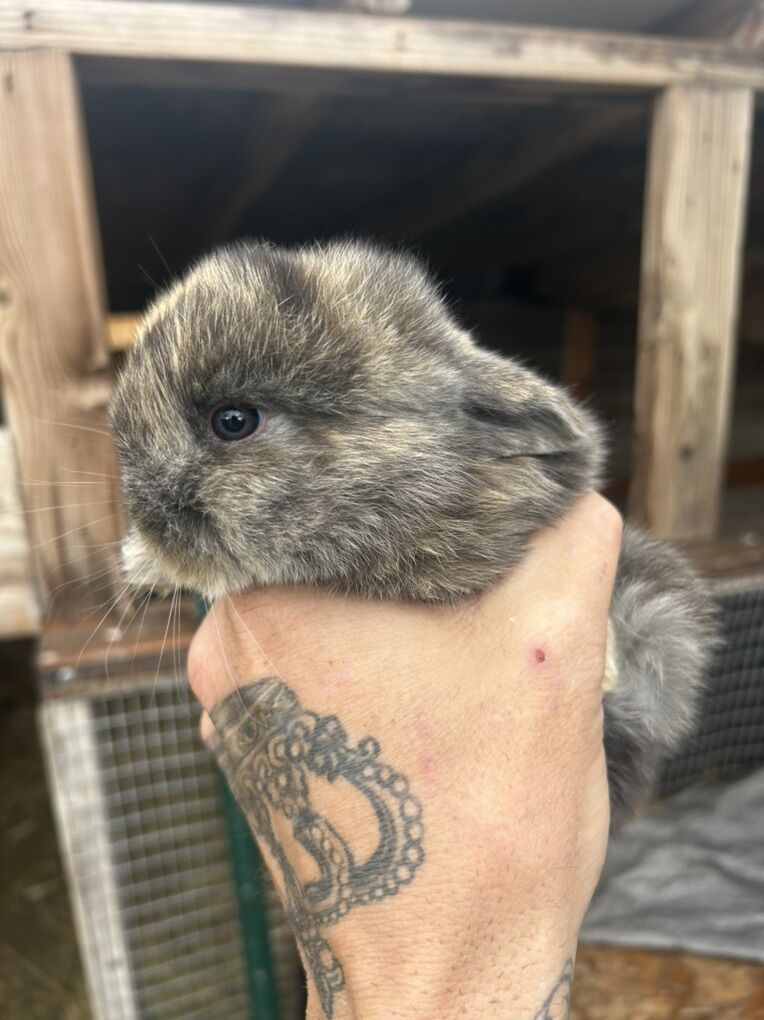 Harlequin/Holland lop Mix Bunnies