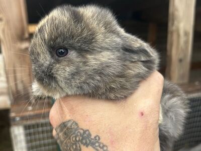 Harlequin/Holland lop Mix Bunnies