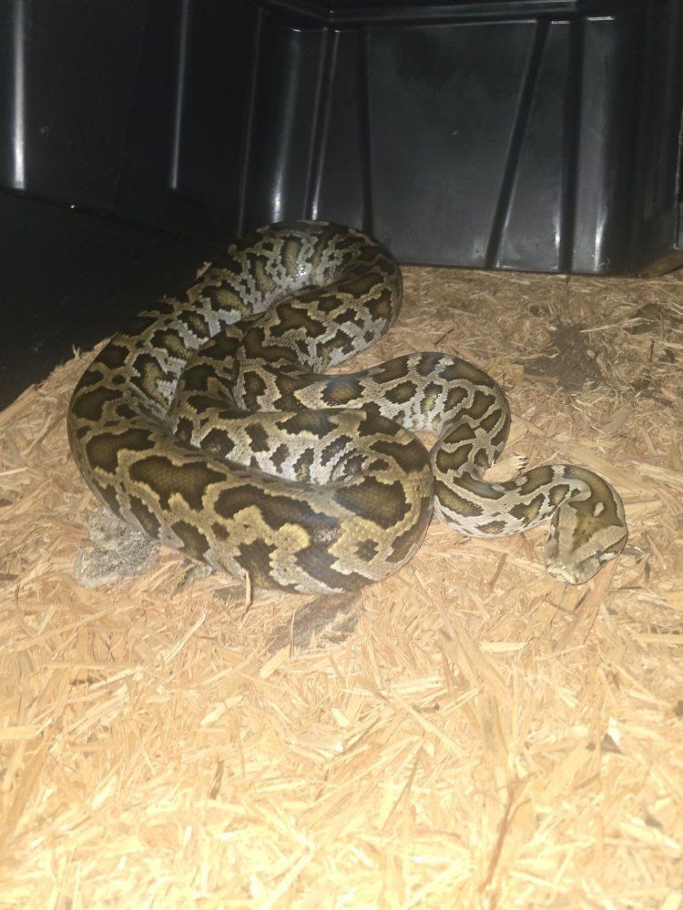 normal burmese python