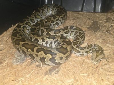 normal burmese python
