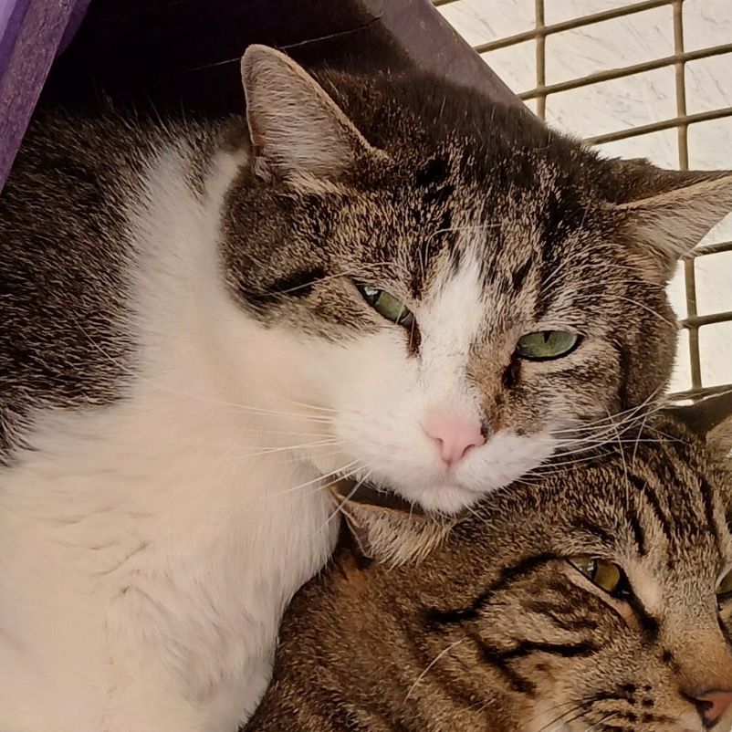 Hello my name is Anthony