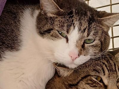 Hello my name is Anthony