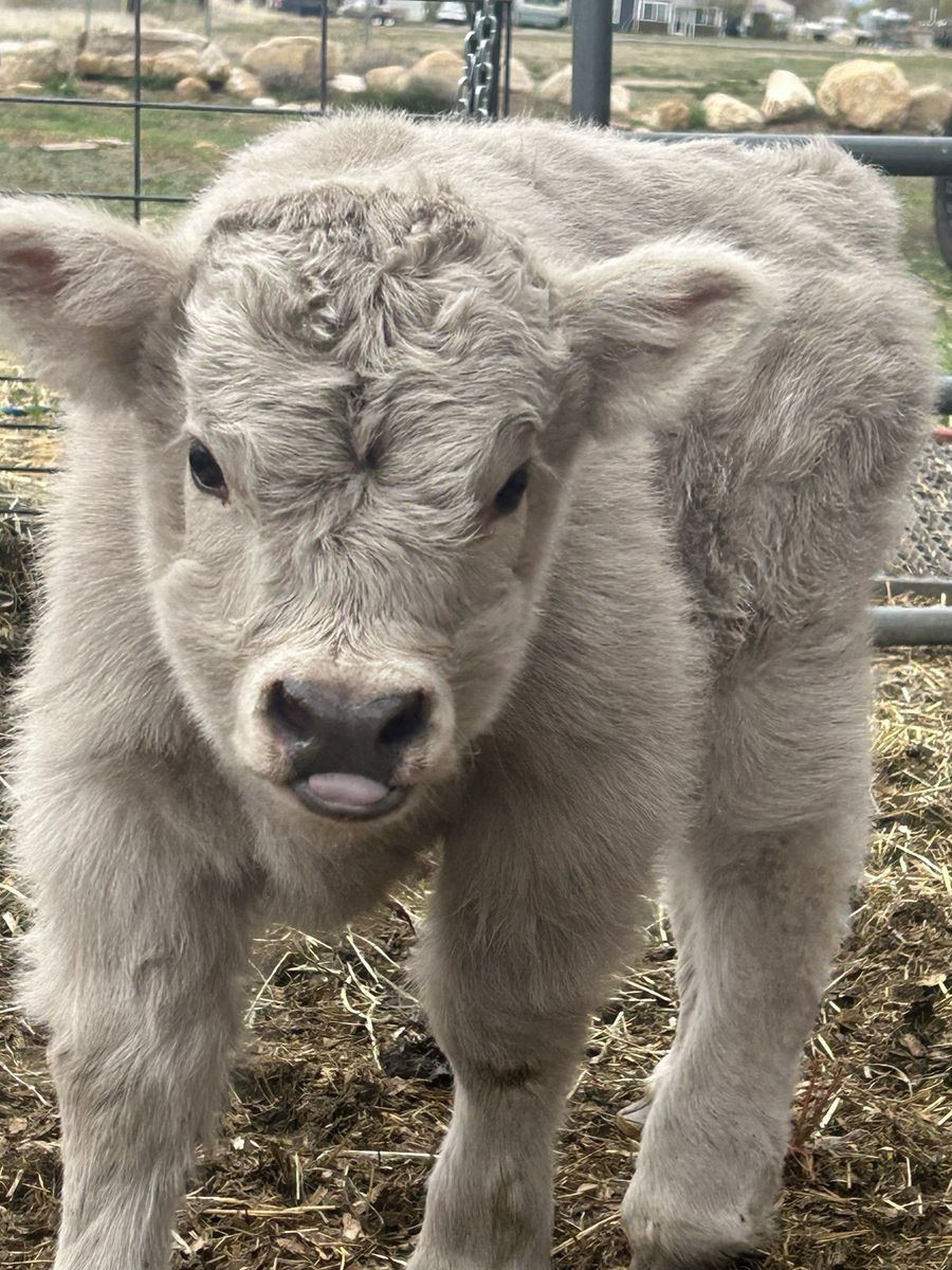 Micro mini silver highland heifer
