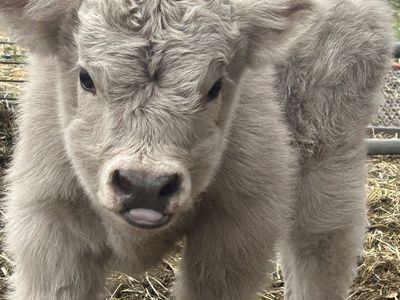 Micro mini silver highland heifer