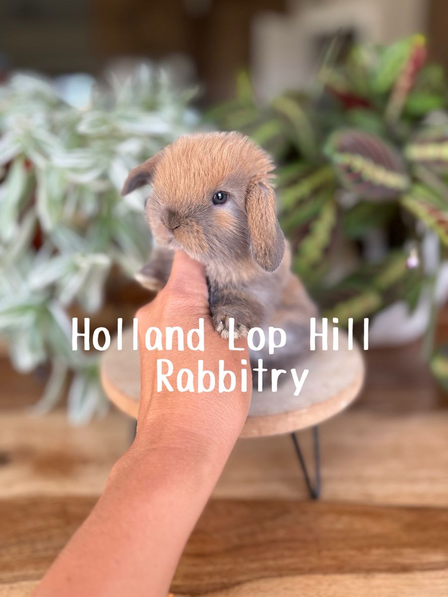 Beautiful Holland Lop Baby Bunny
