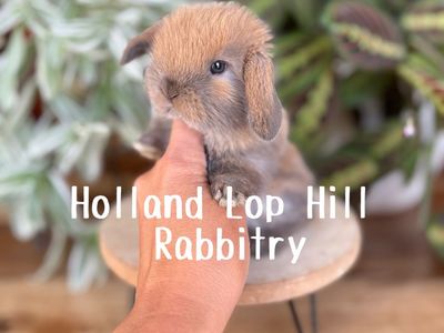 Beautiful Holland Lop Baby Bunny