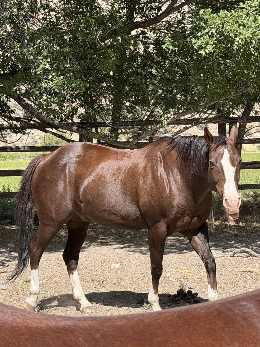 QH for sale