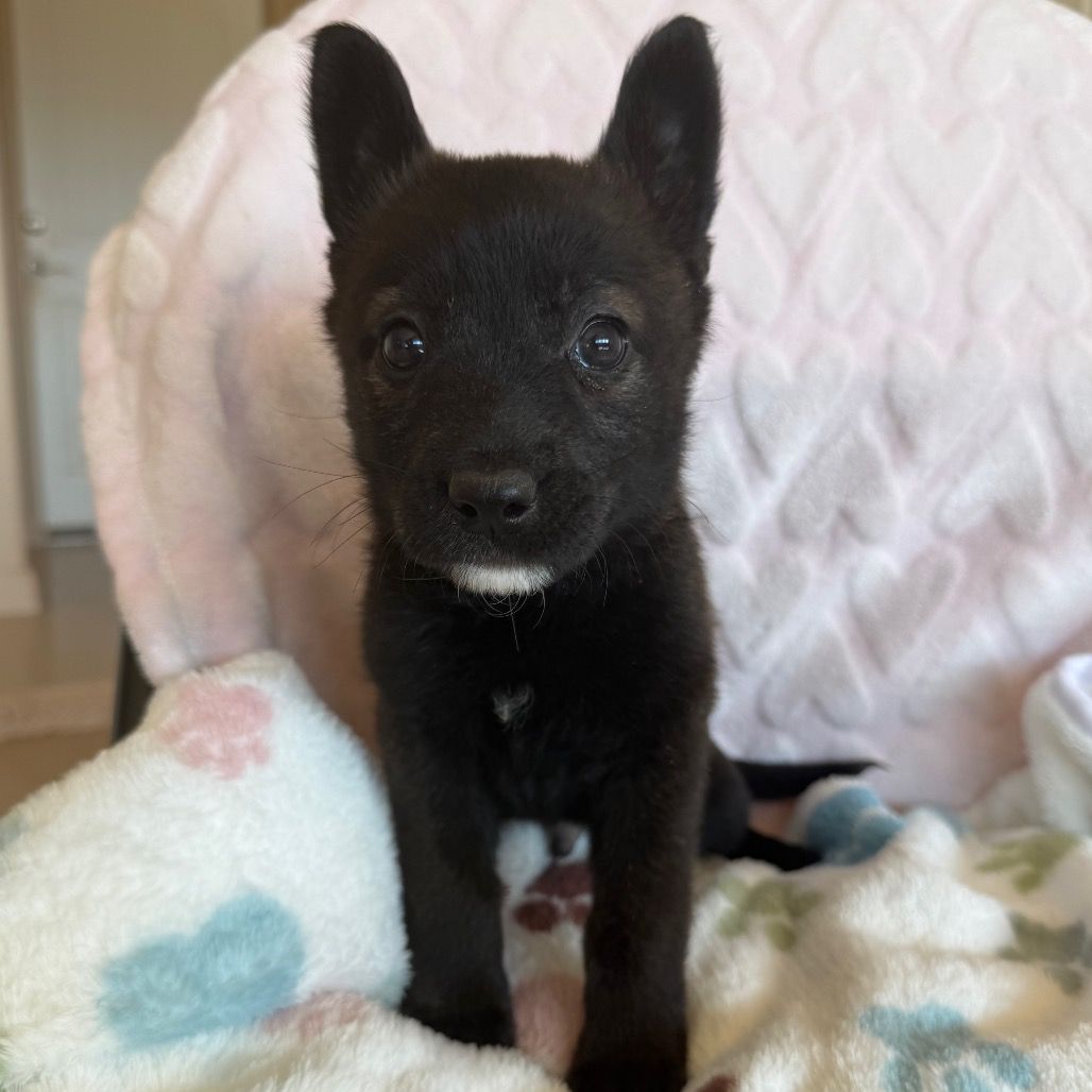 Hello my name is Turbo