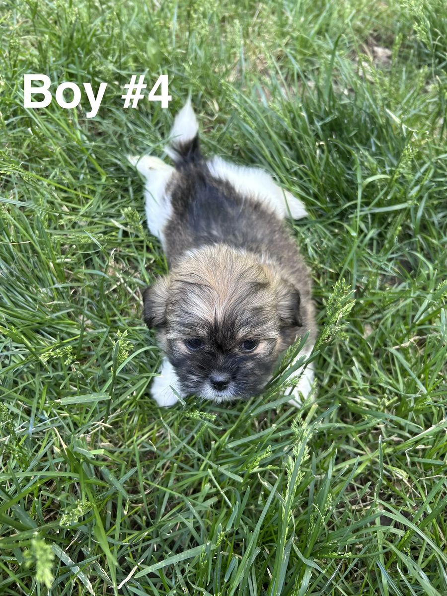 Shih tzu puppies
