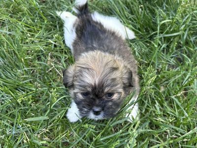 Shih tzu puppies