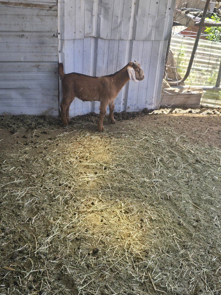 Boer mix with nubia baby doe