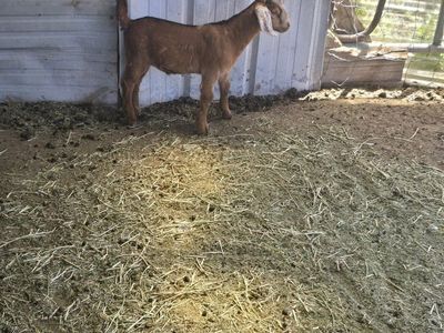 Boer mix with nubia baby doe