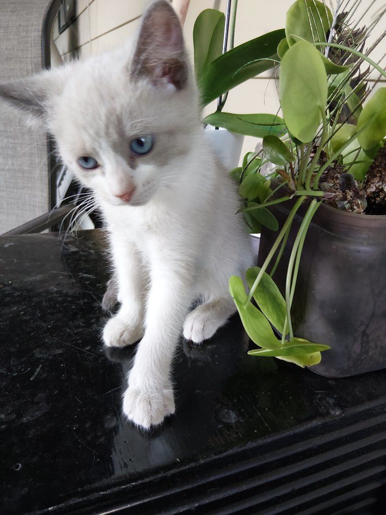 Adorable Kittens for Adoption - Playful and Loving! 11 weeks old.