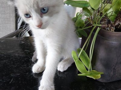 Adorable Kittens for Adoption - Playful and Loving! 11 weeks old.