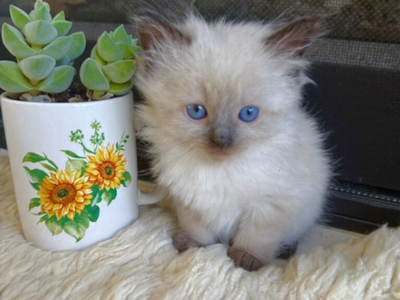 STUNNING SWEET Ragdoll kittens--STAY TINY--(SO AFFECTIONATE), Do tricks--Puppy/Doglike! Shed less and less allergenic!