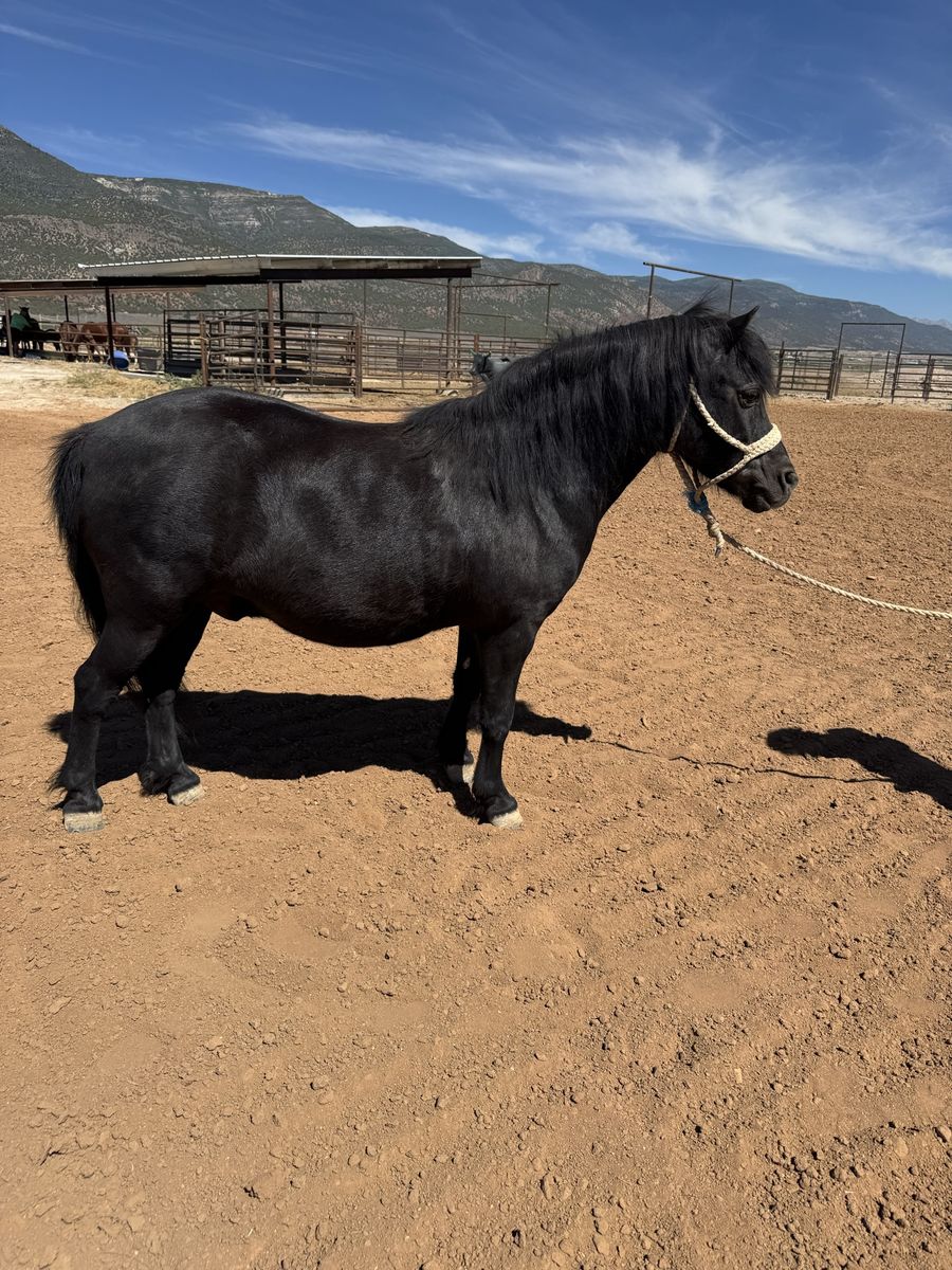 Kid broke 14 year old pony