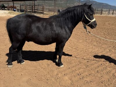 Kid broke 14 year old pony