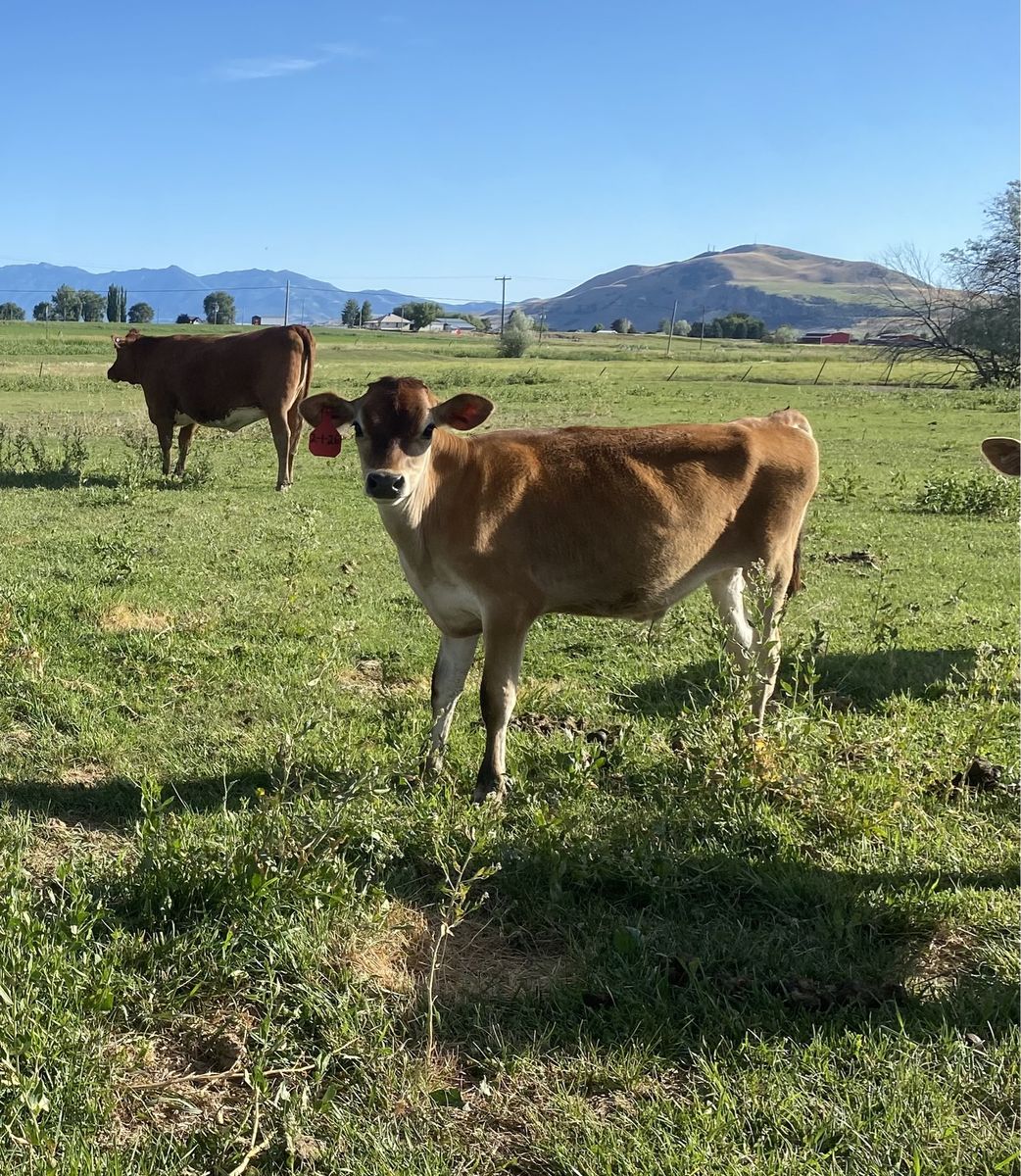 5 month old Jersey Steer