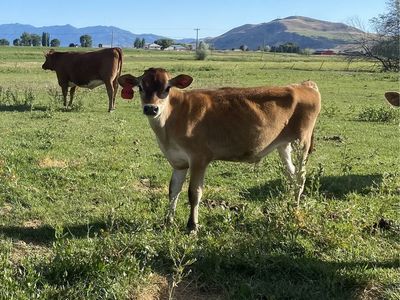 5 month old Jersey Steer