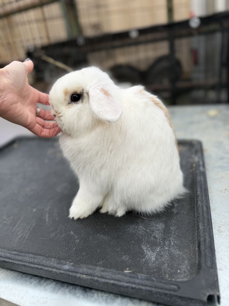 Tri Holland Lop Buck