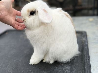 Tri Holland Lop Buck