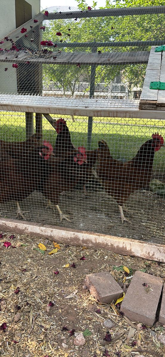 5 free chickens