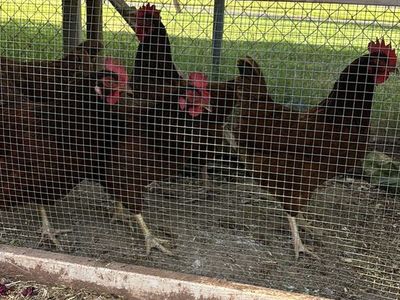 5 free chickens