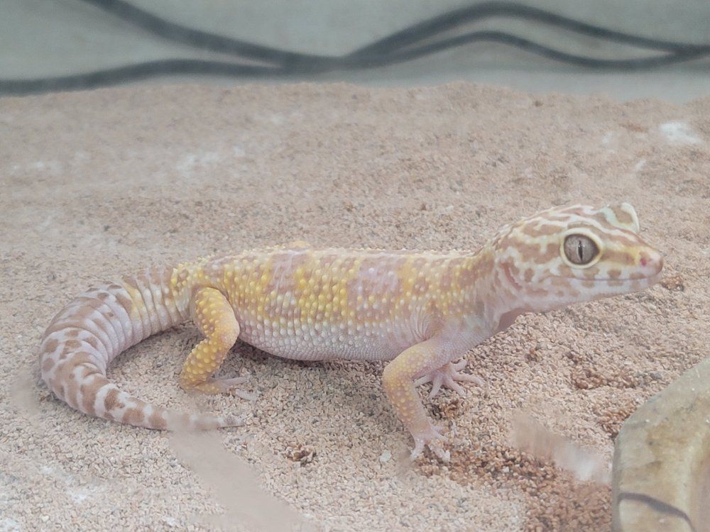 albino lepard gecko