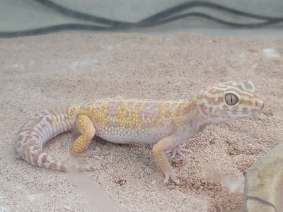 albino lepard gecko