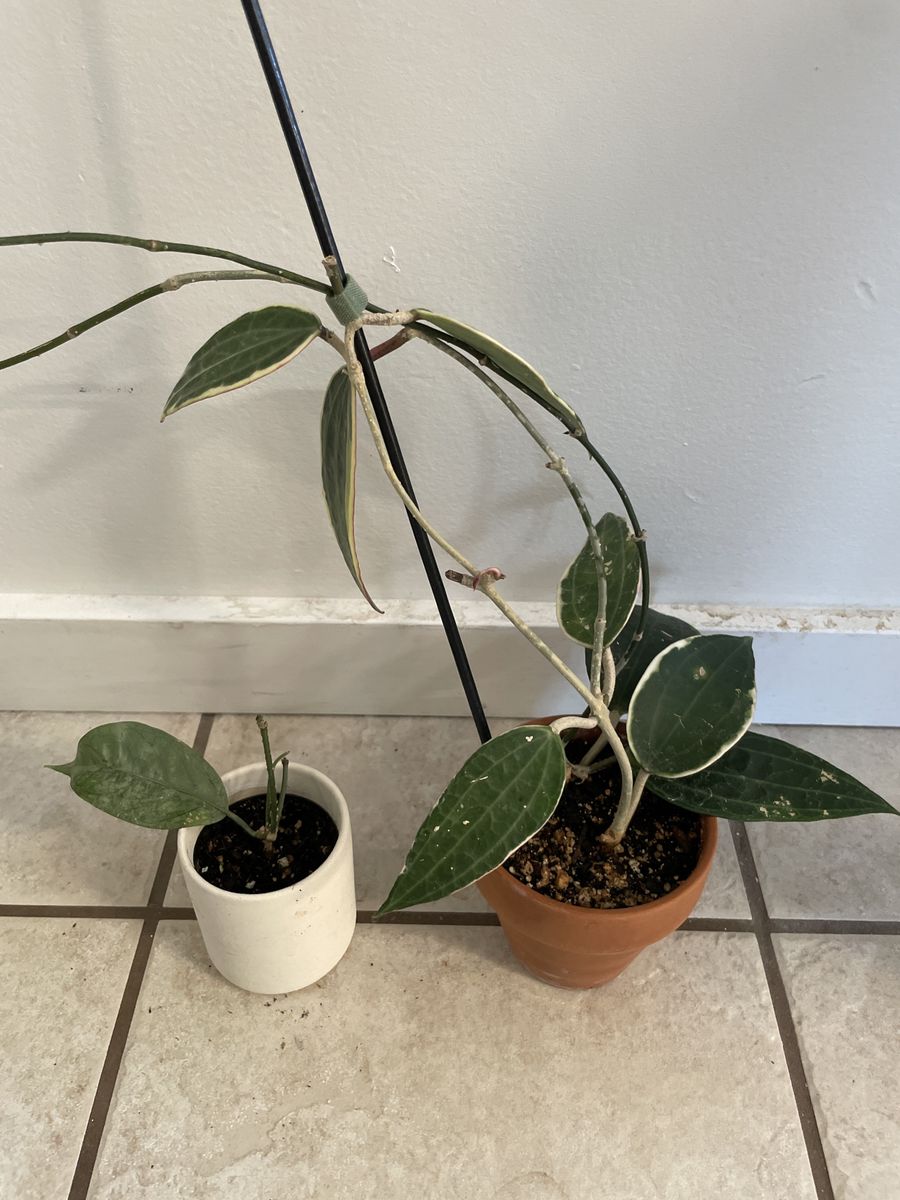 Hoya Coraicea Silver & Hoya Latifolia outer variegated