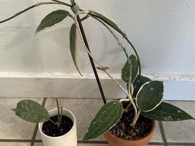 Hoya Coraicea Silver & Hoya Latifolia outer variegated
