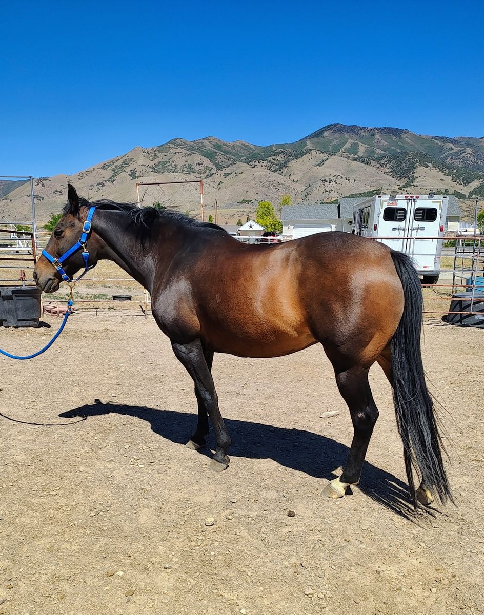 AQHA Papered Mare for Sale