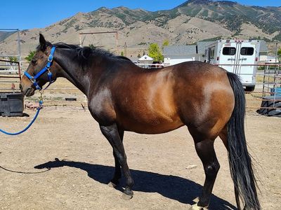 AQHA Papered Mare for Sale