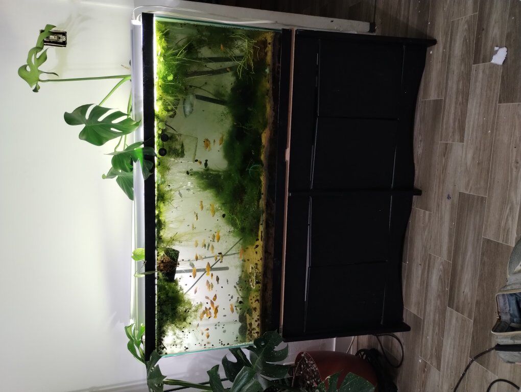 Beautiful 55 gallon aquarium for sale!