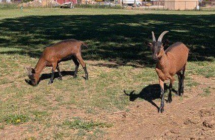 2 Wethers for sale