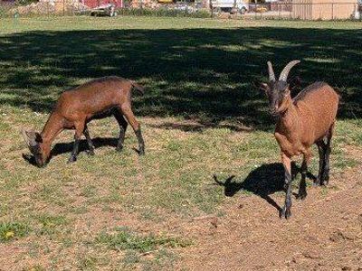 2 Wethers for sale