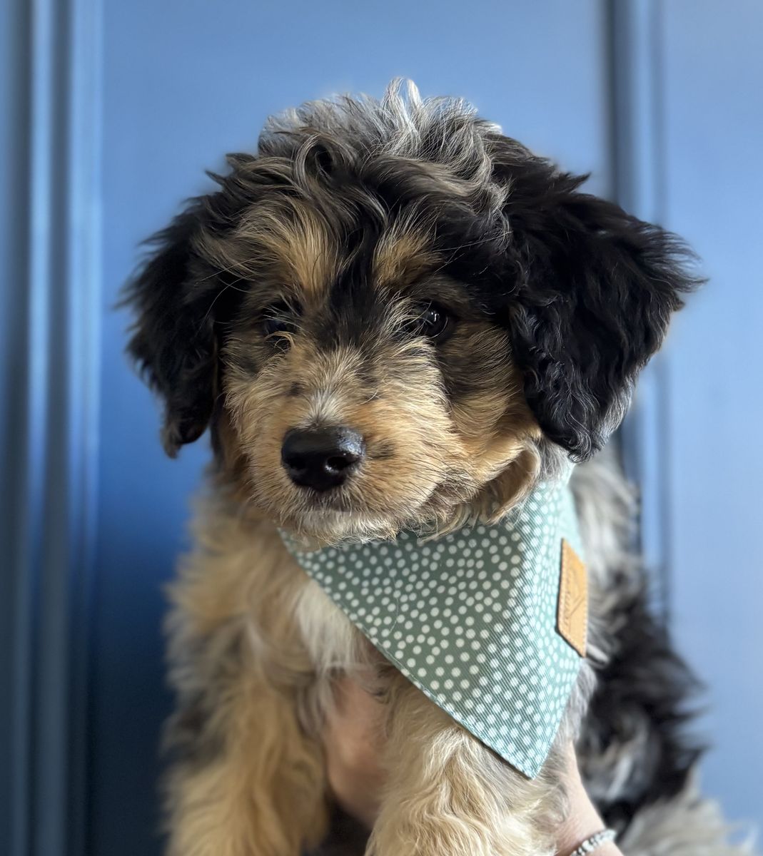 REDUCED! Bernedoodle puppies. Ready for forever families