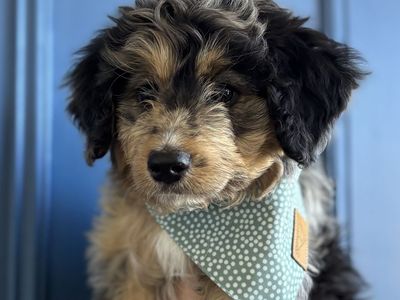 REDUCED! Bernedoodle puppies. Ready for forever families