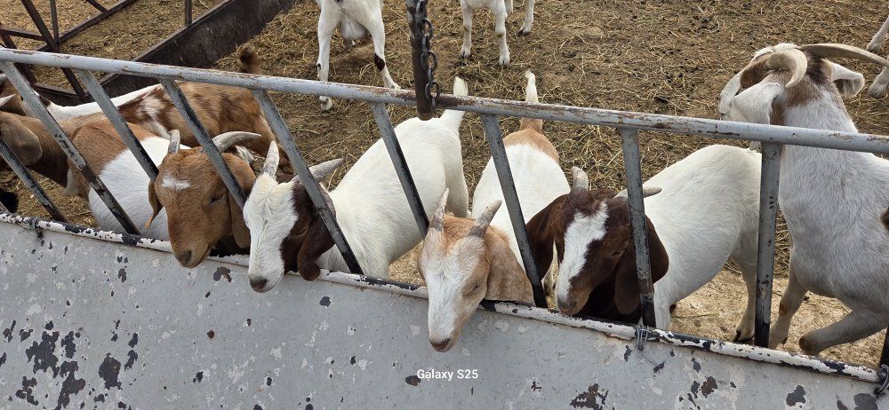 doelings Boer