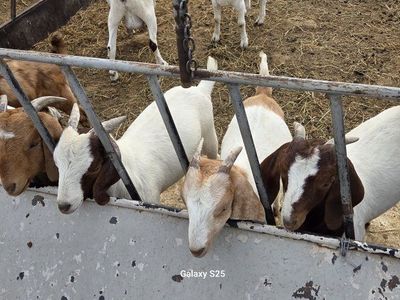 doelings Boer