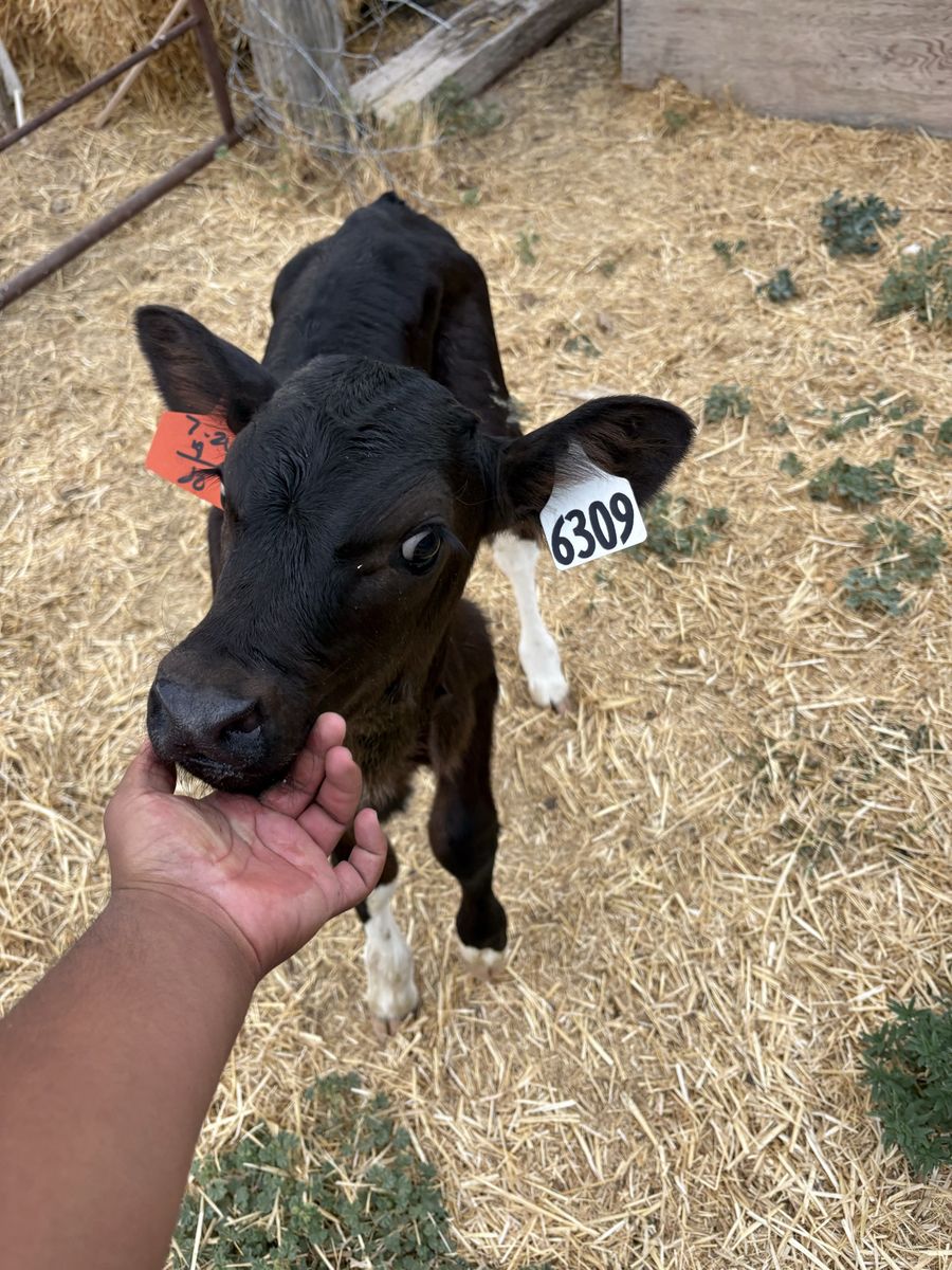 Got some calves for sale different breeds lmk