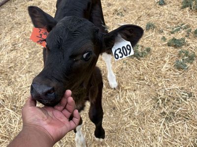 Got some calves for sale different breeds lmk