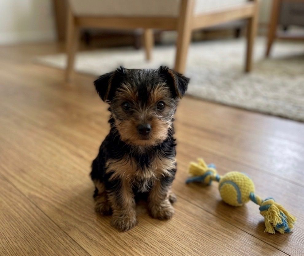 A.K.C  Yorkie Puppy